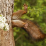 1. OVERALL WINNER AND MAMMAL CATEGORY WINNER Stuck Squirrel