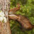 1. OVERALL WINNER AND MAMMAL CATEGORY WINNER Stuck Squirrel