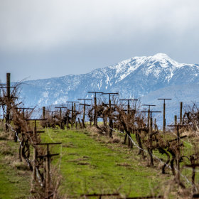 View of Mount Buller through the vines.