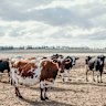 Beef cattle on a farm near Winslow, Victoria.