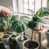 Plant sitters can ensure your Monstera Deliciosa and Fiddle Leaf Fig stay in good health in your absence. 