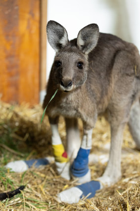 Alfred the kangaroo after being rescued following the devastating fires near Beaufort. 