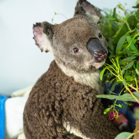 An injured koala found in scorched bushland at Pechey, 30 kilometres north-east of Toowoomba.