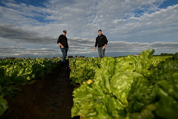 Flooding affected the price of vegetables like lettuce.