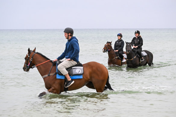 Ashrun takes a dip before the Melbourne Cup.