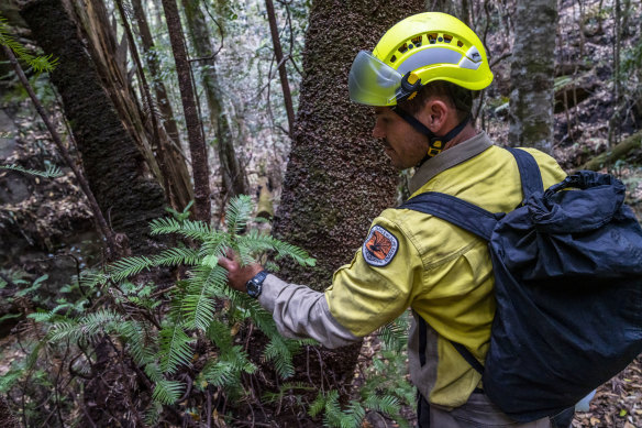 A NSW National Parks and Wildlife Service firefighter amid some of the Wollemi pines he helped save. 