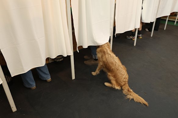 Un cane aspetta che un elettore esprima il suo voto.