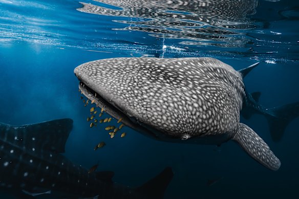 First rule of swimming with whale sharks? Let them take control.