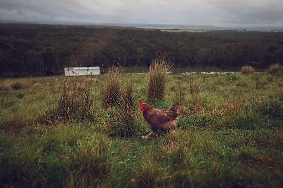 The H5N1 bird flu strain could have a devastating effect on poultry farmers and chickens. 