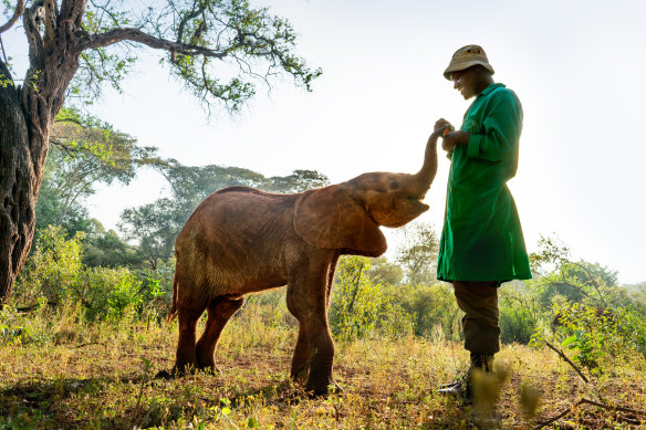 An orphaned elephant in Kenya has such facial dexterity that it appears to smile.