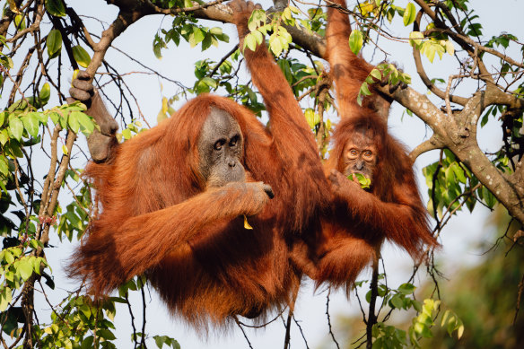 Indonesia’s one million-hectare Leuser area is home to the world’s largest population of critically endangered Sumatran orangutans.