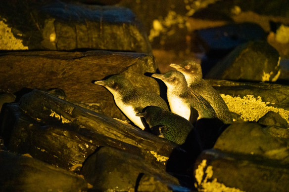 Little penguins on Gabo Island. "Just as it seemed they were never going to appear, there they were, dozens and dozens of them."
