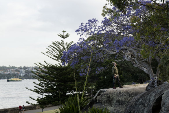Arborist Adam Pigott, in Royal Botanic Garden, enjoys the 175-year-old jacaranda tree which is starting to bloom. 