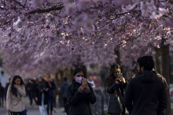 People take pictures under spring blossoms in Berlin, Germany, as the country’s coronavirus pandemic enters a third wave. The pace of vaccinations has begun accelerating and some lockdown measures have been cautiously eased.