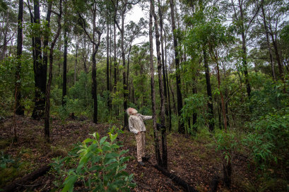 Pascoe in a forested area of Yumburra that has been thinned.
