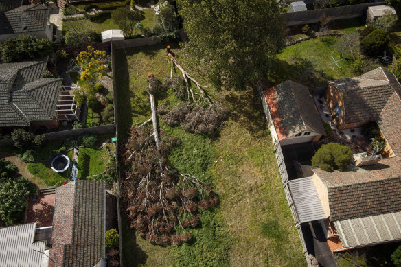 Illegal tree removals in Balwyn North. 