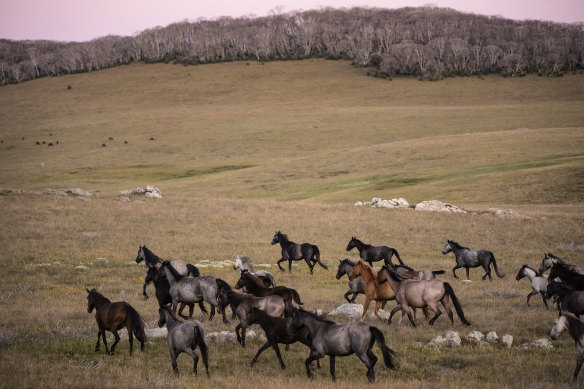 Feral horses at Long Plain in the Kosciuszco National Park. 
