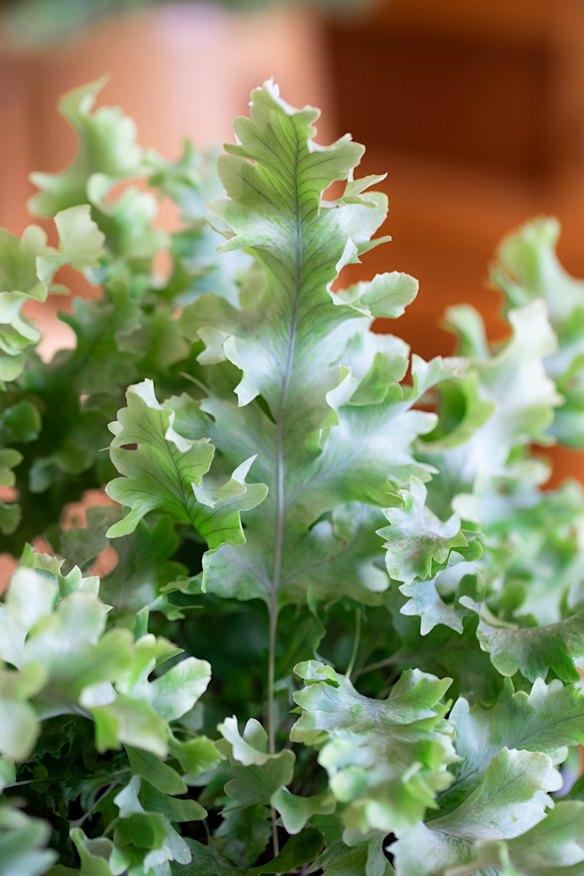 Phlebodium ‘Davana’.