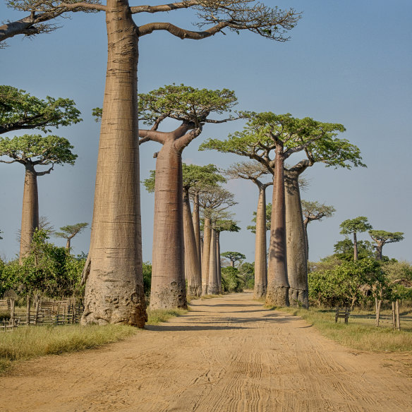 Even the oddest trees are wonderful things