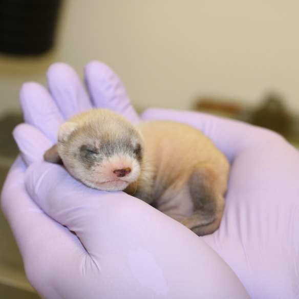 “People just fell in love with Elizabeth Ann,” Novak says of the cloned blackfooted ferret, pictured here as a baby.