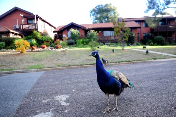 A peacock grazes on the lawns of St Aidan's Court.