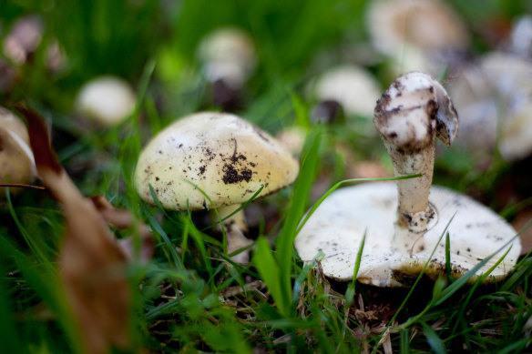 Forage with an expert who can identify death caps such as these.