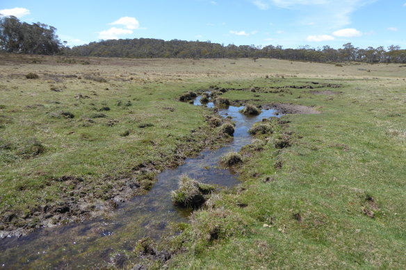 A riverbed and field damaged by brumbies in Tantangera, NSW, just south of the ACT.