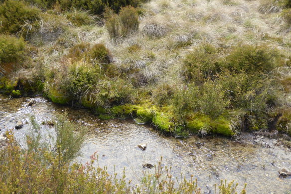 A healthy riverbed in Tantangera, NSW where feral horses are estimated to be in their thousands.