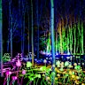 Lightscape installation Mycelium Network by international artist Stevie Thompson. 