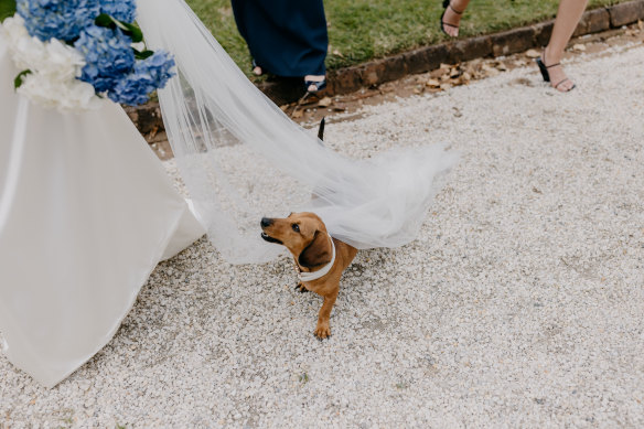 Pickles the miniature dachshund plays the role of wedding ring bearer.