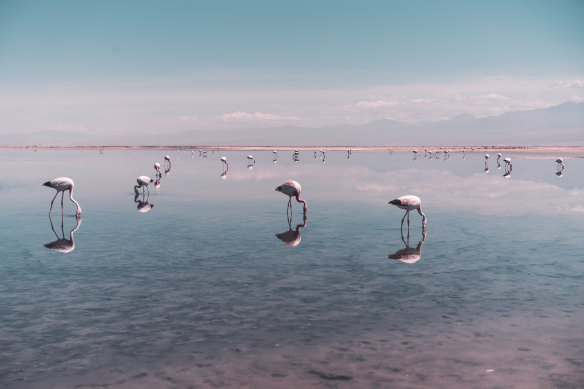 Desert flamingos in sunset lagoons: Chile’s new kind of wonderful