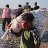 A Palestinian boy carries a sack of food and humanitarian aid unloaded from a World Food Program convoy.