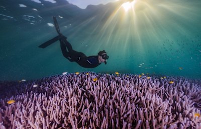 Jodie Rummer freediving the reef crest off Heron Island in the southern Great Barrier Reef.
