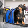 Pets on planes could take off within 12 months