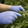 Australia’s medical cannabis industry has grown in recent years.