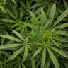 ACT to legalise cannabis - but don't share
