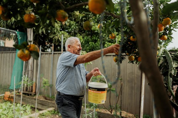 Nicoliello picks lemons in the backyard.