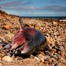 As South Australia’s toxic bloom lingers, politicians ramp up response