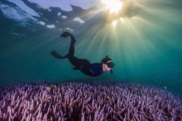 James Cook University marine biologist Jodie Rummer at work on the Great Barrier Reef. She has witnessed previous bleaching and described it as “scary and disturbing”.