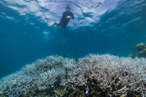 Corals turn white when they expel the algae living in their tissues, in a survival response to cope when the ocean is too hot for too long.