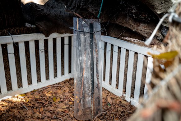 Sign of life: one of the aerial roots of the Moreton Bay fig tree that have started to grow.