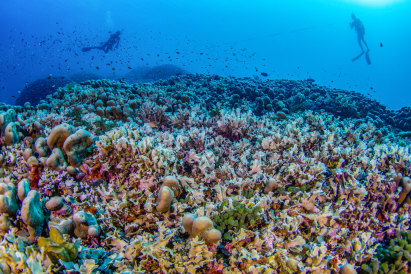 Divers from National Geographic’s  Pristine Seas team measure the world’s largest coral colony in the Solomon Islands.