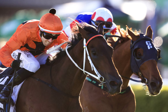 Never Talk can return to winning form in the Midway Qualifier at Newcastle on Thursday.
