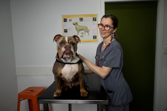 Dr Anne Quain at her vet practice with patient Bentley.