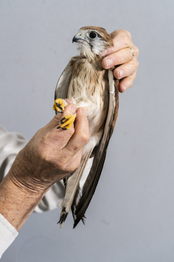 A kestrel in care at Taronga’s intensive-care unit.