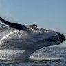 Whales breaching off the NSW coast earlier this month.