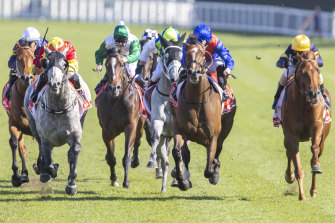 Paths Of Glory (left) wins the JRA Plate at Randwick on April 24. The grey is the selection for the Wagga Cup.
