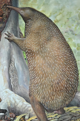 Murrayglossus hacketti, the largest monotreme ever discovered at 30kg.