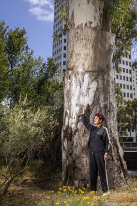 The ancient ceremonial tree towers over N’arweet Carolyn Briggs AM.