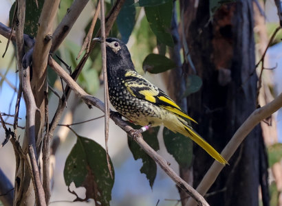 “Mauve-White”, a former resident of Taronga Zoo, was one of two former captive birds spotted singing like a wild bird.